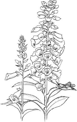 Grasshopper On The Flower Coloring Page